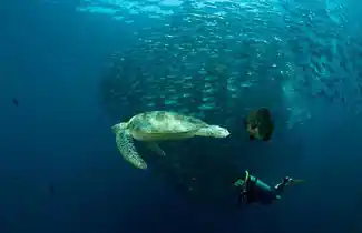 Scuba diver and a green sea turtle swimming through a massive, swirling school of jackfish, an iconic diving experience at Sipadan Island.
