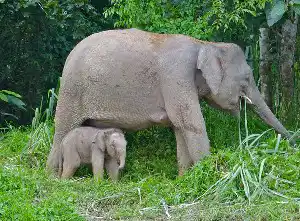 Mother Borneo Pygmy Elephant protecting her calf as they graze in the lush grasslands of the Kinabatangan River, Sabah.