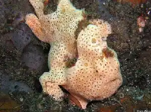 Well-camouflaged painted frogfish blending into the seabed at Eel Garden, a premier muck diving site on Mabul island.