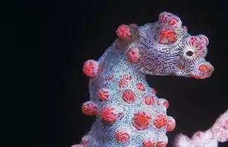 Extreme close-up of a pygmy seahorse, showcasing the incredible detail of its camouflage for muck diving enthusiasts at Mabul Island.