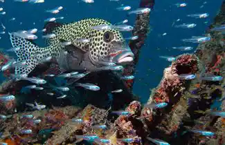 Harlequin sweetlips fish surrounded by a cloud of glassfish, a classic marine life encounter while scuba diving in Sabah from Seaventures Dive Rig.