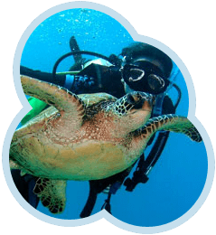 Iconic encounter between a scuba diver and a large green sea turtle, representing the main reason to choose Sipadan for a diving holiday.