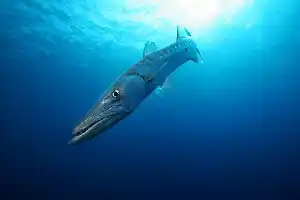 A powerful great barracuda patrols the blue drop-off at Sipadan, providing a dramatic pelagic sight that draws divers from around the world.