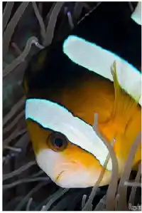 Close-up of Clark's anemonefish peering from protective anemone tentacles on Mabul reef captivates underwater photographers.