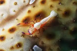 Emperor shrimp riding a sea cucumber on Mabul's sandy slope delights macro photographers searching for rare critters.