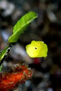 Lime-green juvenile filefish hovers beside a leaf at Mabul muck site offering a charming macro subject for keen photographers.