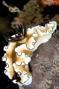 Glossodoris atromarginata nudibranch with ruffled black-edged mantle glides over Kapalai reef enchanting macro photographers.