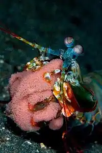 Fascinating underwater behavior as a Peacock mantis shrimp carefully tends to its bright pink clutch of eggs, a rare sight on Mabul Island.