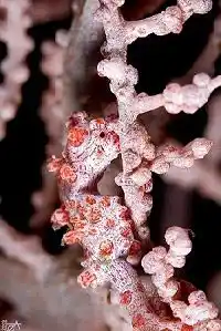 Perfectly camouflaged Bargibant's pygmy seahorse clinging to its host gorgonian sea fan, a challenging and rewarding macro find at Siamil island.