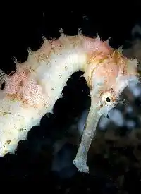 Pale thorny seahorse clings to rubble at Mabul muck site, a rare macro find treasured by underwater photographers.